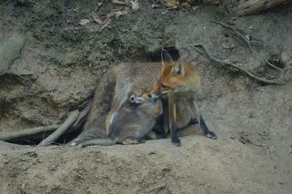 Spor o norování lišek: Zbytečně krutá metoda, nebo nutné zlo? Neshodnou se ani vládní politici