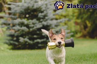 Známe výherce! Soutěž Zlatá packa 2024 je u konce, podívejte se, který pes je nejkrásnější - Proženy.cz