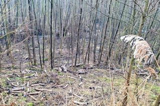 Drastické zacházení se zvířaty. V lese leží desítky uřezaných hlav laní - Seznam Zprávy