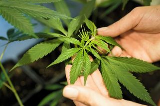 Strana kancléře Merze chce zvrátit legalizaci marihuany v Německu - Novinky