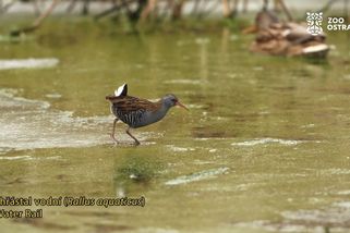 Do ostravské zoo se zatoulal vzácný host. Pták, co kvičí jako sele - Novinky