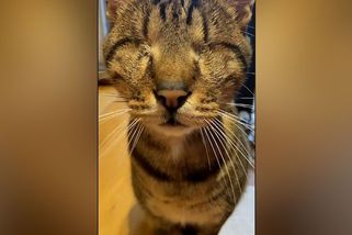 Kocour bez očí má miliony fanoušků z celého světa - Novinky