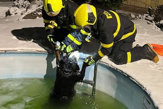 Pes se probořil do zledovatělého bazénu, zachránit ho museli hasiči - Novinky