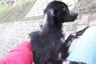 Za týrání fenky dostala majitelka podmínku. Dva roky nesmí chovat zvířata - Novinky