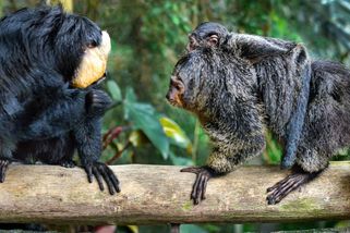Zlínské zoo došla trpělivost. Sdílela video návštěvníků, kteří dali opicím čokoládu
