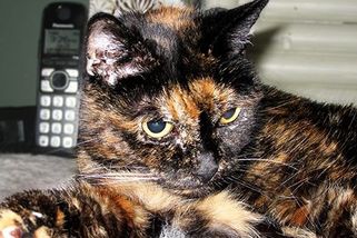 Nejstarší kočka na světě slaví narozeniny. Přežila dva své majitele - Novinky