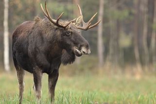 Horní Rakousy chtějí losa Emila uspat a přesunout na hranice s Českem - Seznam Zprávy