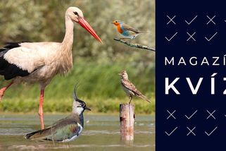 První čápi už přiletěli z teplých krajin. Poznáte i další ptáky, co se vrací? - Seznam Zprávy