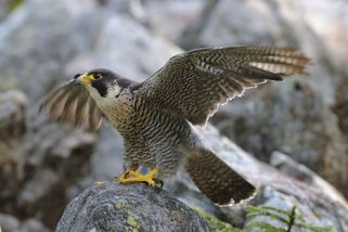 Hledání národního ptáka začalo. Aby se předešlo trapasu, má pomoci sokol - Seznam Zprávy