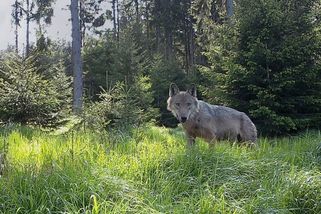 Vlci se usadili i na Vysočině - Novinky