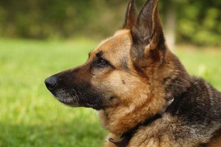 Fenka jí zachránila život. Jen díky ní jí byla diagnostikována rakovina plic v raném stádiu - Novinky