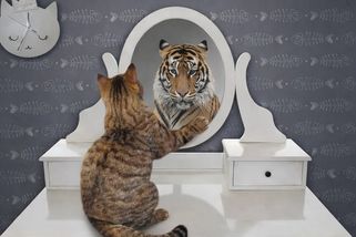 Turek vs. prezident: ego, nebo služba? - Médium.cz