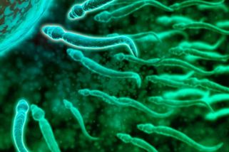 Izraelci analyzovali miliardy spermií, aby vyvrátili rozšířený hoax - Seznam Zprávy