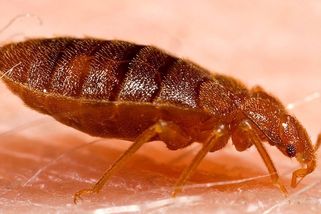 Řidič BMW topil v autě ve Strakonicích štěnicím - Novinky