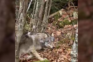 Bral mě jako kořist, tvrdí mladík, který zahnal vlka pepřovým sprejem. Správci parku to odmítají - Novinky