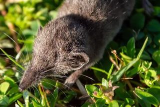 V Etiopii popsali s pomocí české vědy jednoho z nejmenších savců světa. Je menší než kostka cukru