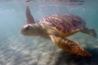 Agresivní želvy v Chorvatsku pokousaly už 15 lidí - Novinky