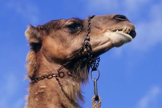 Zaměstnance českého cirkusu zabil na Slovensku velbloud - Novinky