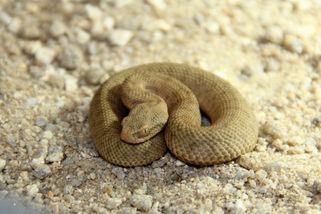 Jejich jed zabíjí, a to i je navzájem. V hlubocké zoo se vylíhli nejjedovatější hadi Evropy - Novinky