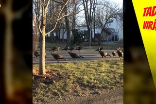 Ptáci pochodují v kruhu na silnici. Nikdo netuší proč, ale vypadá to šíleně | Tady virál