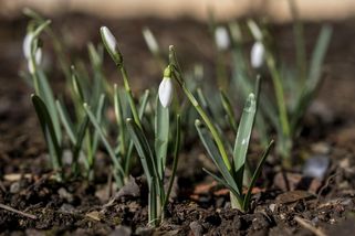 Letošní časný nástup jara se podobá rekordnímu před dvěma lety - Novinky