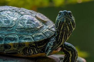 Členka oregonského výboru pro duševní zdraví se identifikuje jako želva - Novinky