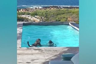 Kočkující se paviáni si vybrali jihoafrický bazén s luxusním výhledem