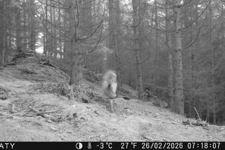 Vlci se prohánějí lesem u Moravského krasu. Zachytila je fotopast