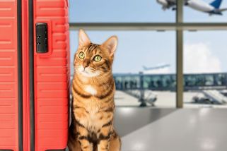 Kocour ženě vymňoukal kompenzaci za psychickou újmu v letadle - Novinky