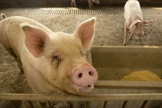 Na slovenské farmě potvrdili africký mor prasat, bude usmrceno přes 18 tisíc zvířat - Novinky