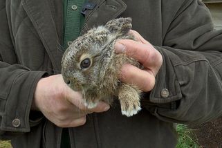 Zajíc polní běhá až šedesátikilometrovou rychlostí. Dnes je na pokraji vyhynutí | Myslivecké téma