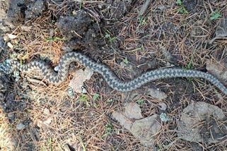 Pejskařka si při setkání s kapitální zmijí na Táborsku počínala zkušeně - Novinky