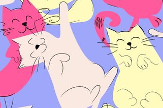 Vyzkoušejte si na obrazovém testu, jaký máte postřeh. Najdete mezi kočkami všechny ptáky, nebo vám nějaký uletí?