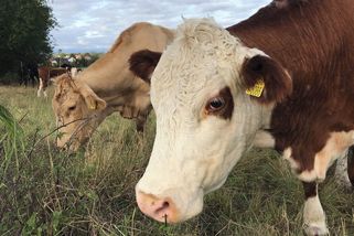 Evropu zaplavil přebytek mléka - Novinky