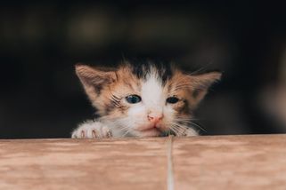 Chov zvířat odhalil případ mimořádné krutosti | hasici.cz