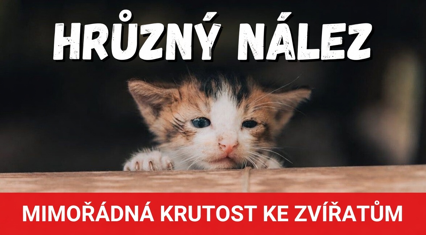 Obrázek u příspěvku číslo 1