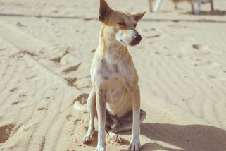 Psi uvázaní k lampám, kočky v krabicích na ulici. Lidé prchající z Dubaje opouštějí své mazlíčky - Médium.cz