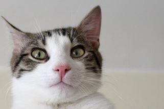 Nejste pro ně „středem vesmíru“. Vědci boří mýty o lásce koček k lidem, pravda je mnohem zajímavější