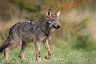 „Jak to chcete jinak dělat?“ Hospodáři tlačí na střílení vlků, vyder i krkavců - Seznam Zprávy