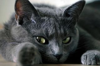 Známá kočičí kavárna zakázala vstup malým dětem. Jejich rozhodnutí vyvolalo bouřlivé reakce - Médium.cz