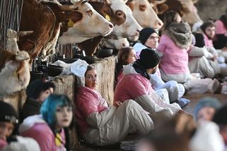 „Ten kravín je otřesný.“ Aktivisté obsadili mléčnou farmu na Vysočině - Novinky