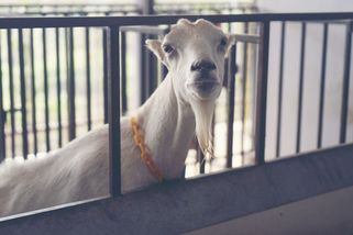 Muž se na Strakonicku vloupal do stáje, nalákal kozu na jablka a pak ji sexuálně zneužil - Novinky