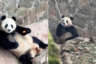 Mobil nad mrkev. Panda se odmítala vzdát telefonu, který jí spadl do výběhu - Novinky