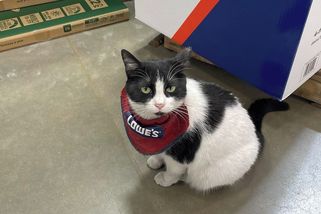 Americký obchod propustil oblíbenou kočku, lidé podepisují petici - Novinky