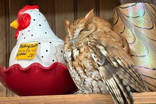 Znavená sova se prospala ve starožitnictví, zmátla zákazníky - Novinky