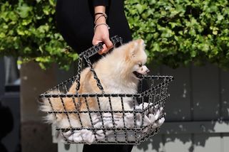 iGlanc | Svět luxusu pobláznila kabelka jako mini nákupní košík. Za košíček od Chanelu zaplatíte přes 4 miliony