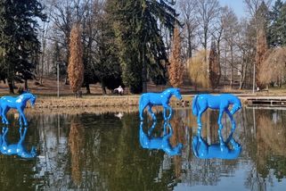 Modří koně se pasou na hladině jezírka v parku v Hradci Králové - Novinky
