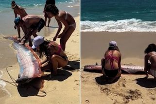 Na mexické pláži se zmítali záhadní tvorové opředení katastrofickými legendami - Novinky