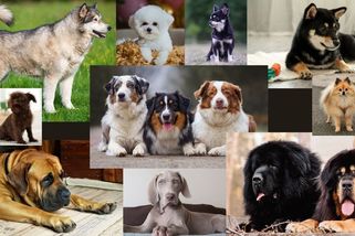 KVÍZ: Poznáte plemeno psa na obrázku? - Novinky