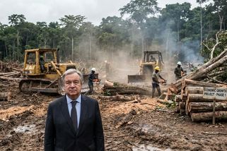 Když les padne, HDP roste. A to je přesně ten problém